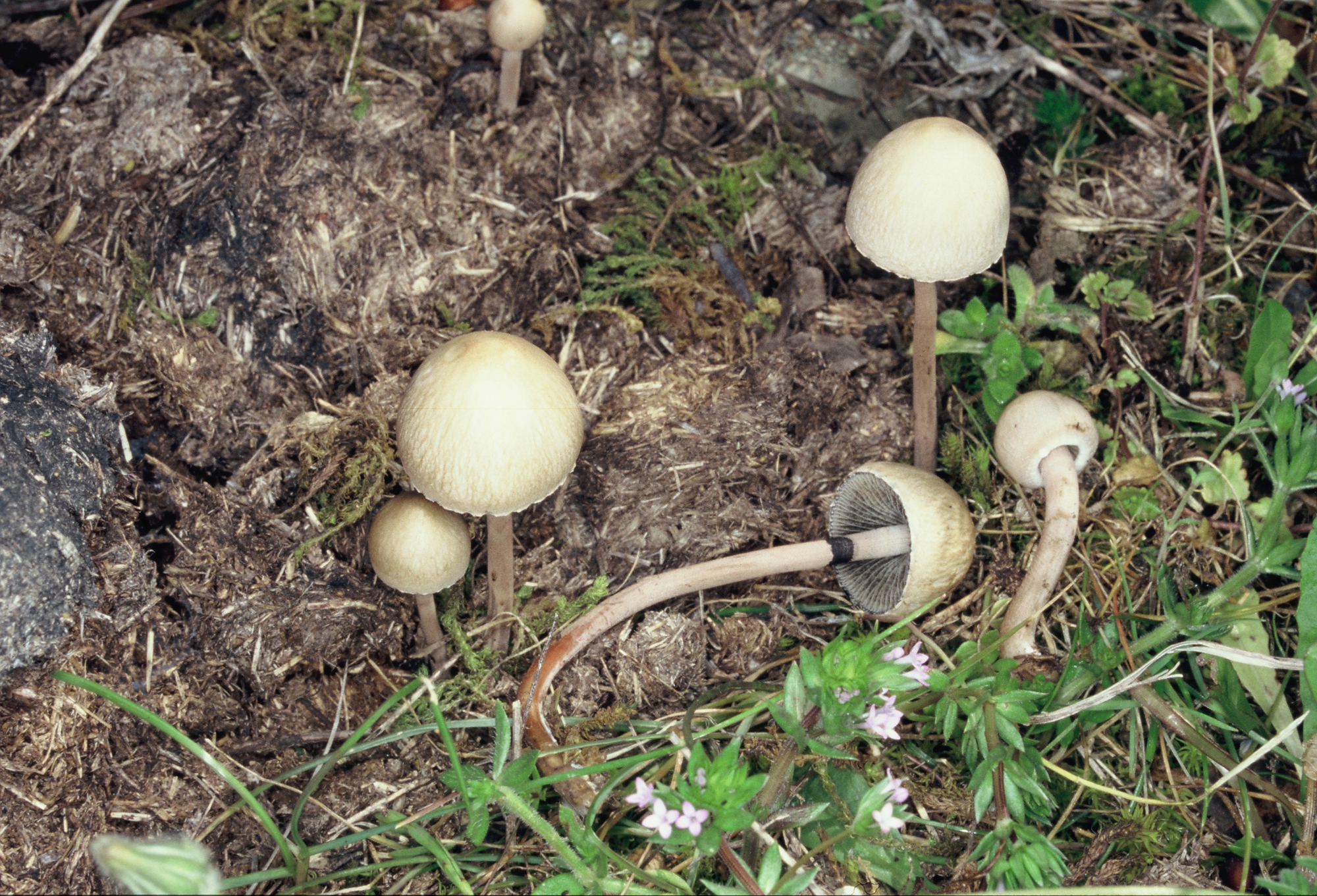 Panaeolus papilionaceus