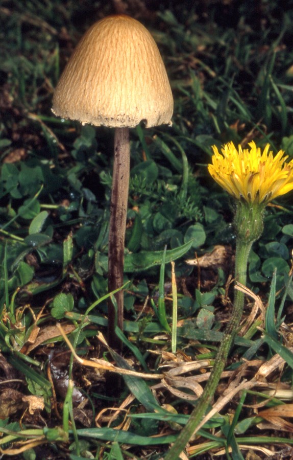 Panaeolus papilionaceus1