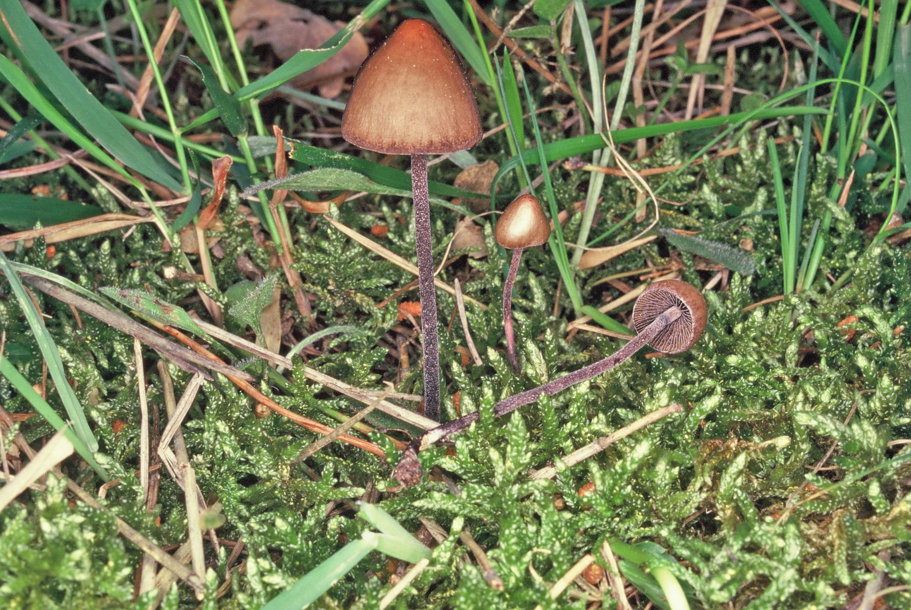 Panaeolus rickenii