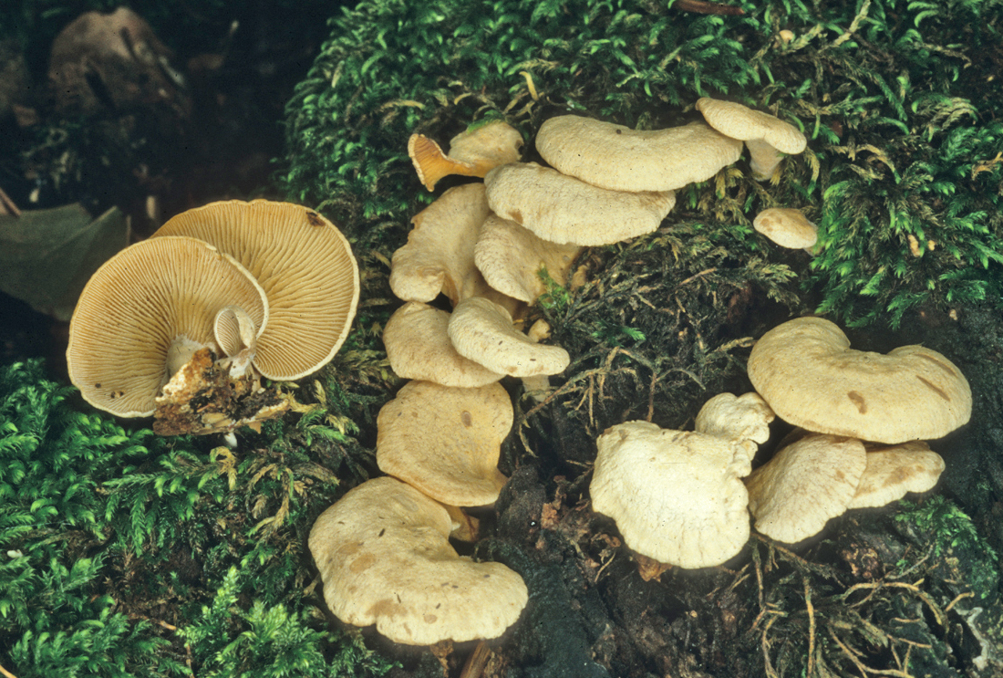 Panellus stipticus
