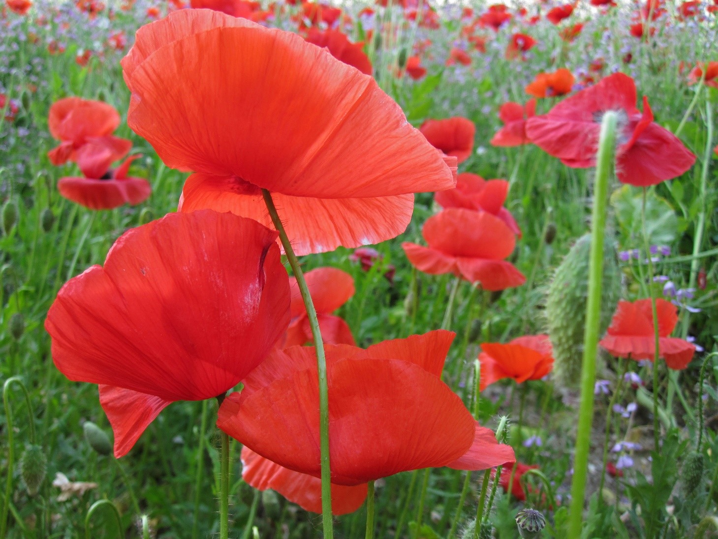 Papaver rhoeas L