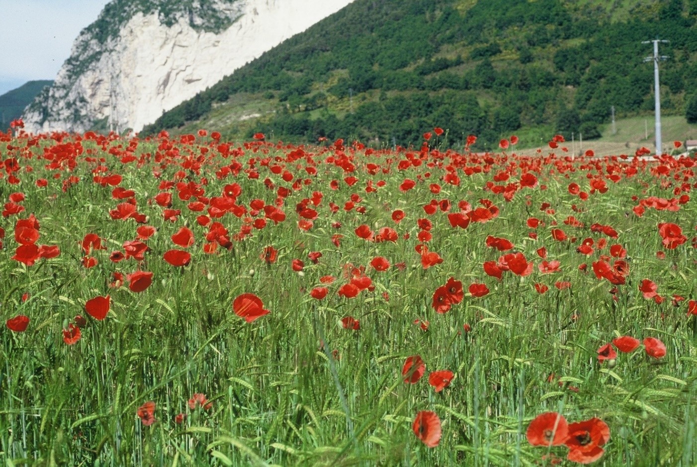 Papaver rhoeas campo fiorito L