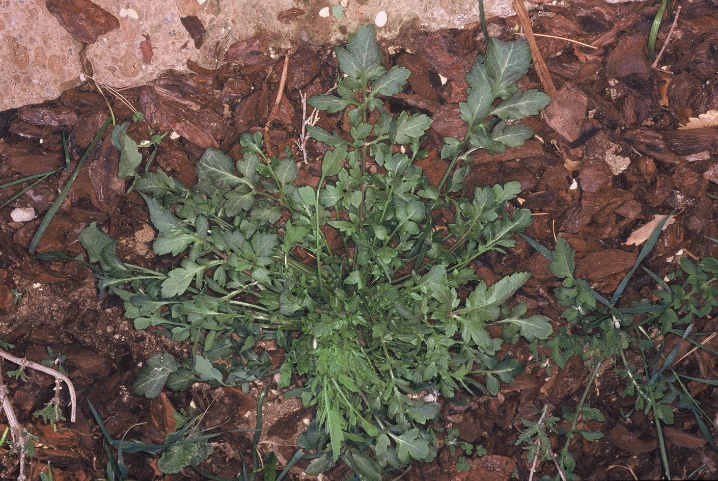 Papaver rhoeas pianta L