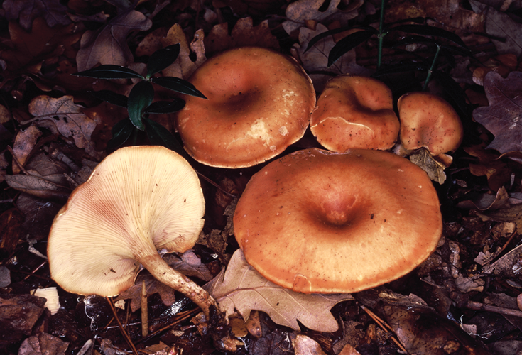 Paralepista flaccida