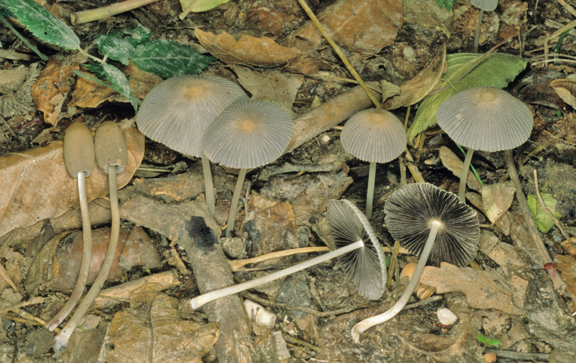 Parasola plicatilis 1