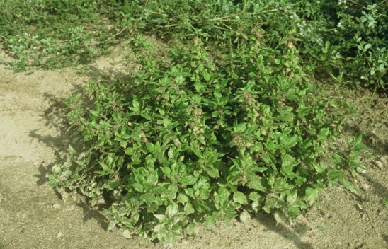 Parietaria officinalis