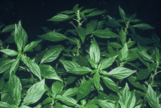 Parietaria officinalis foglie