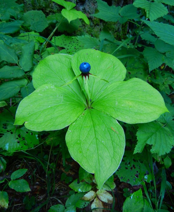 Paris quadrifolia