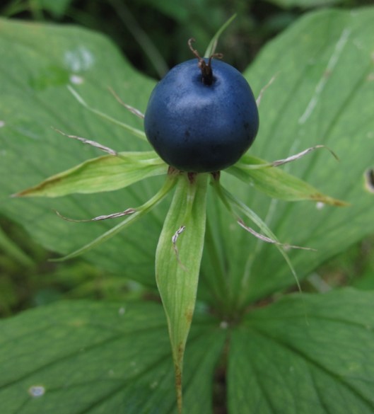 Paris quadrifolia frutto