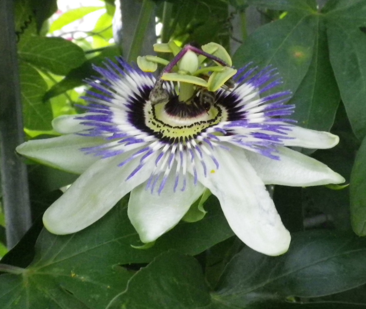 Passiflora
