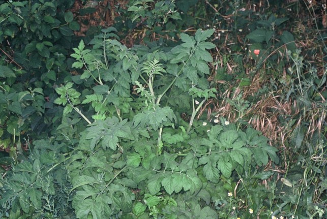 Pastinaca sativa