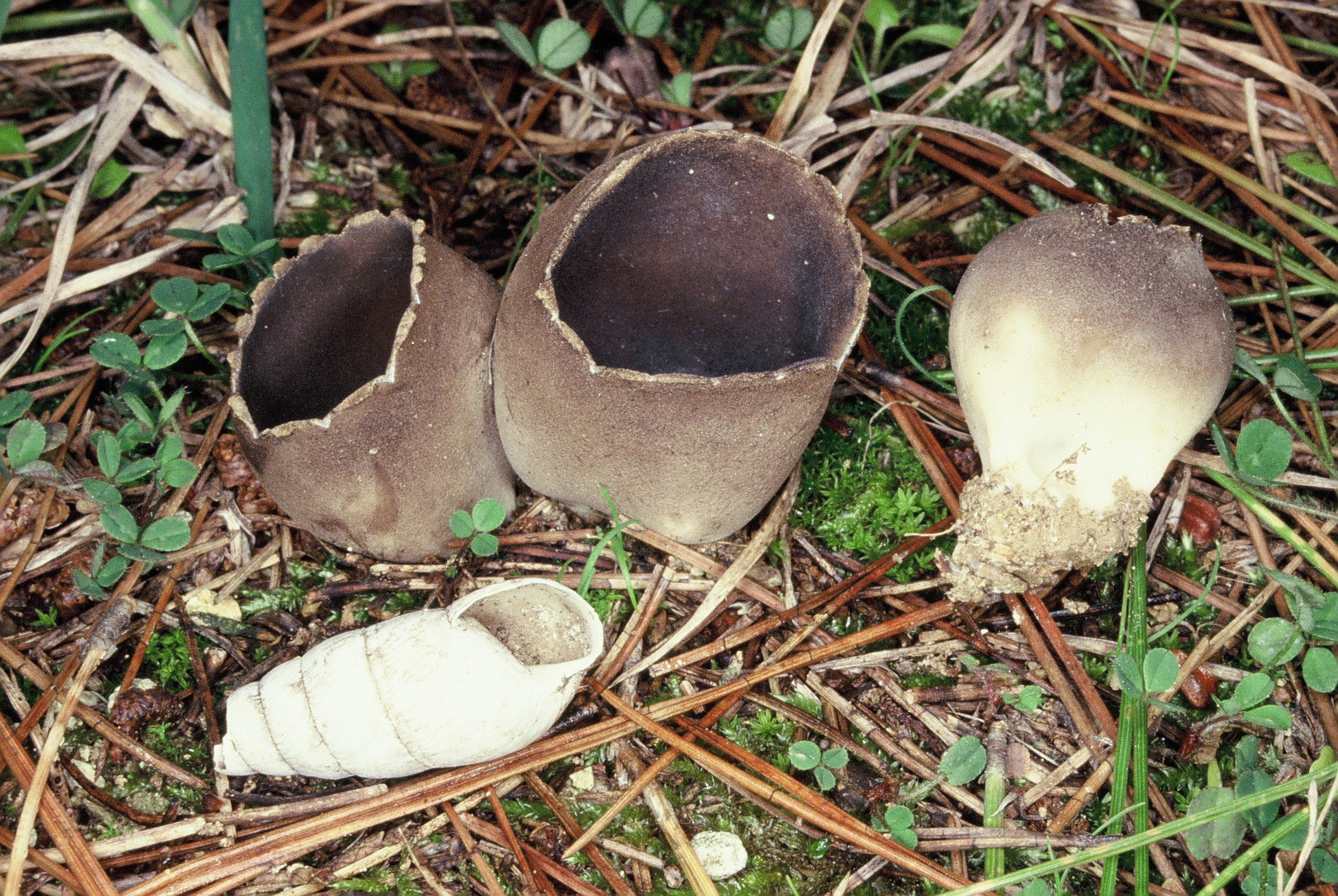 Paxina leucomelaena