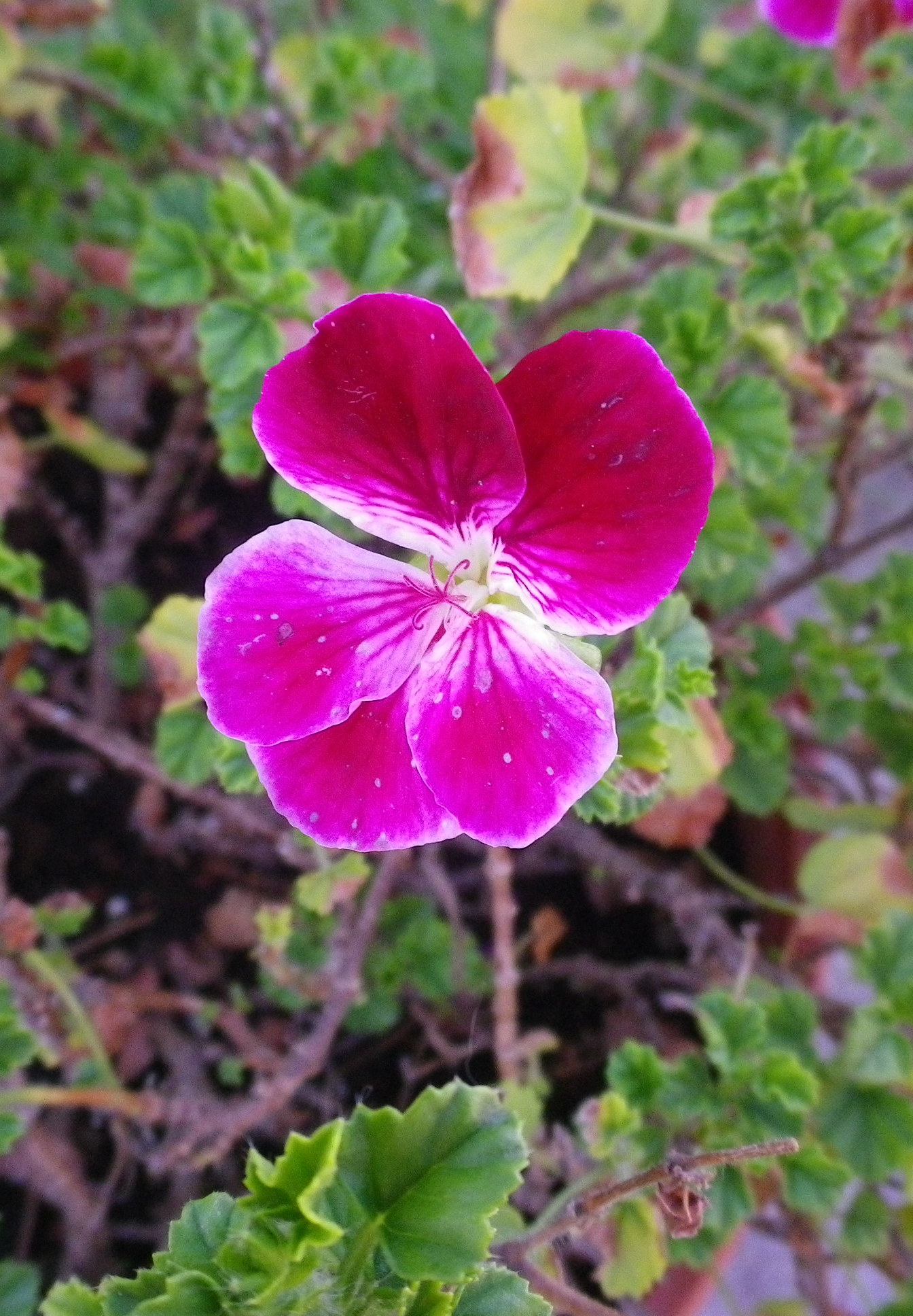 Pelargoniumcrispum