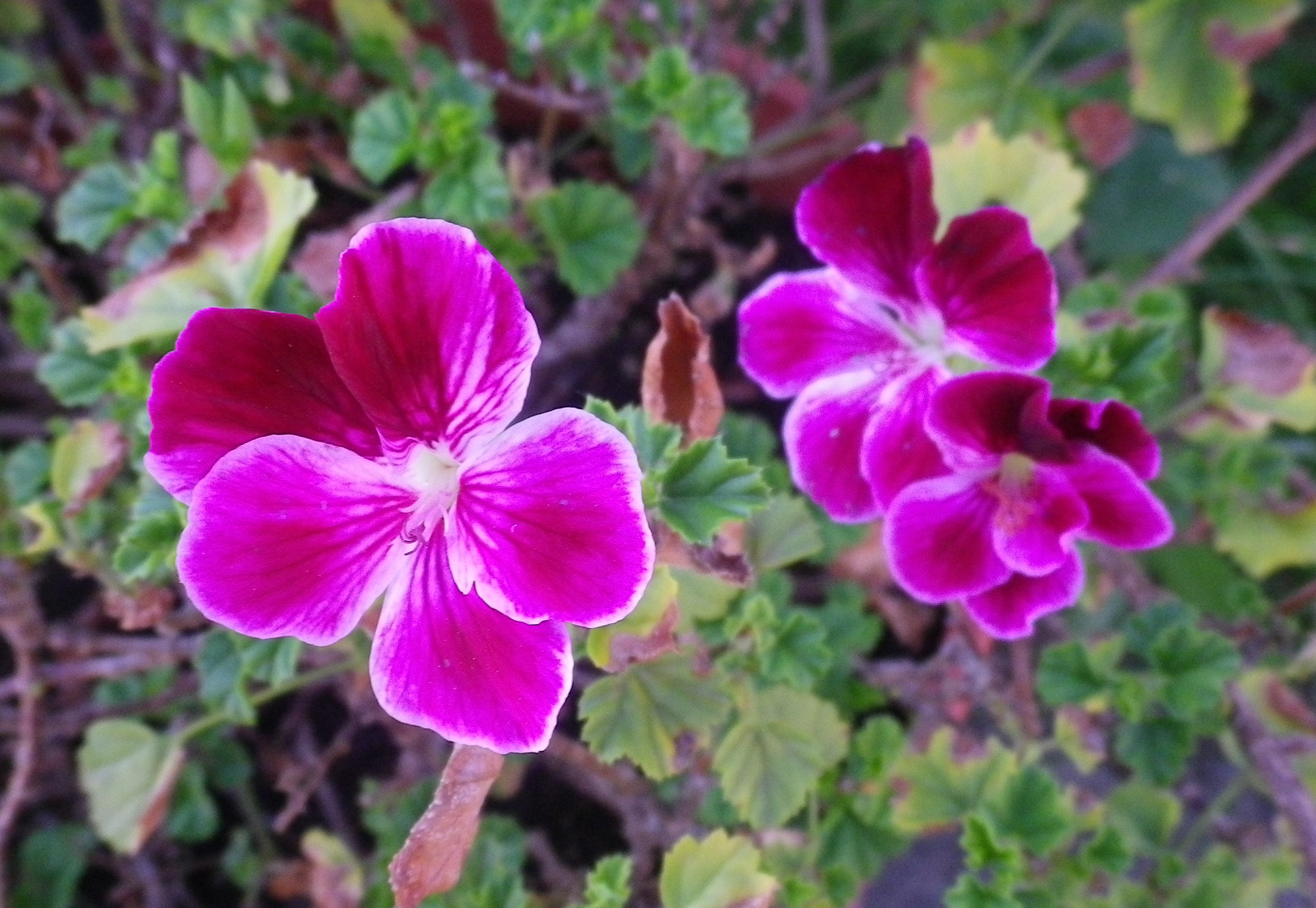Pelargoniumcrispum1