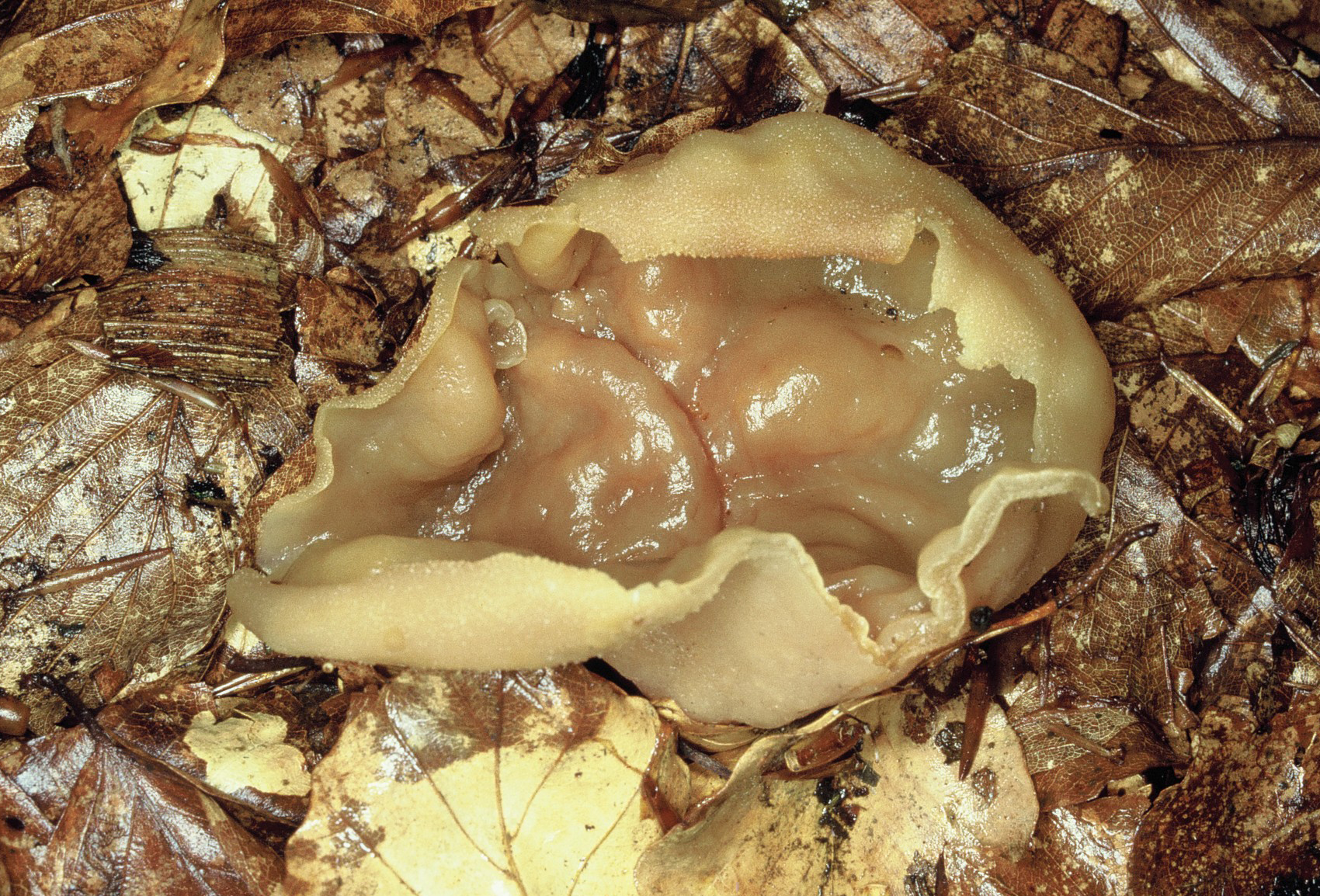 Peziza arvernensis