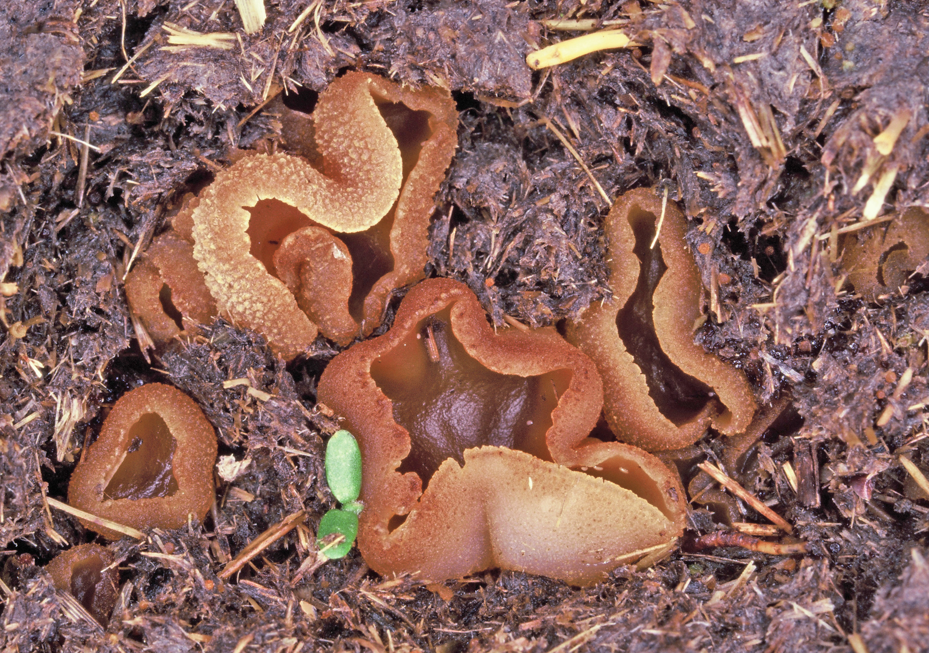 Peziza fimeti