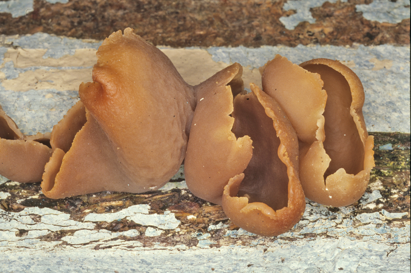 Peziza micropus
