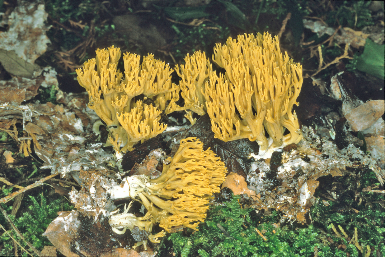 Phaeoclavulina decurrens