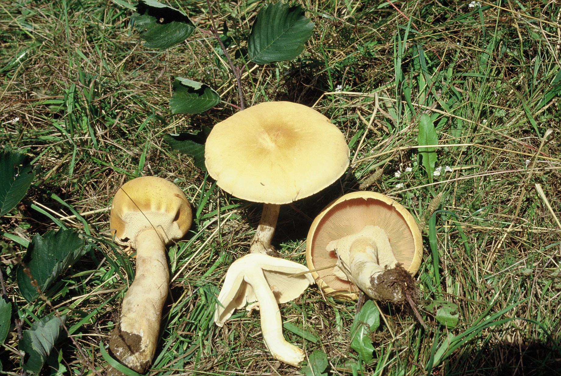 Phaeolepiota aurea