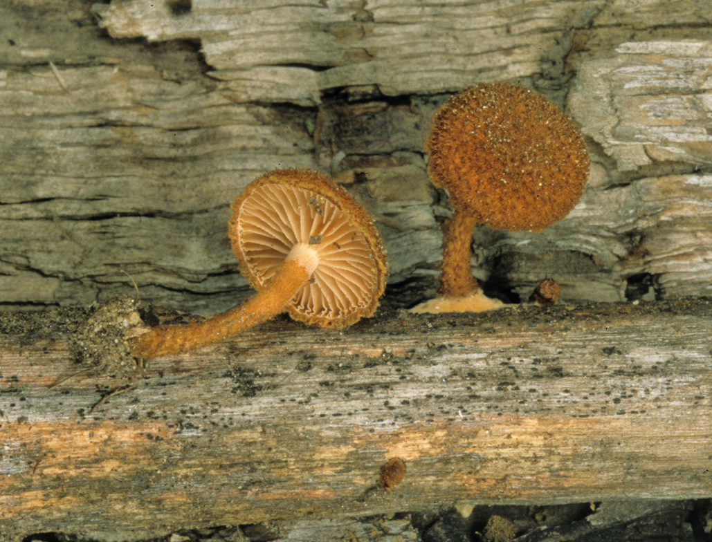Phaeomarasmius erinaceus