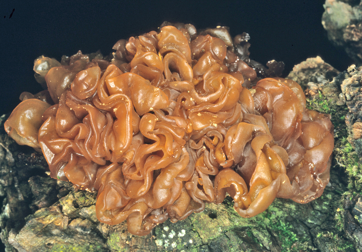 Phaeotremella foliacea