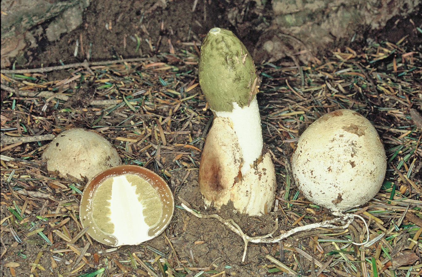 Phallus impudicus 1