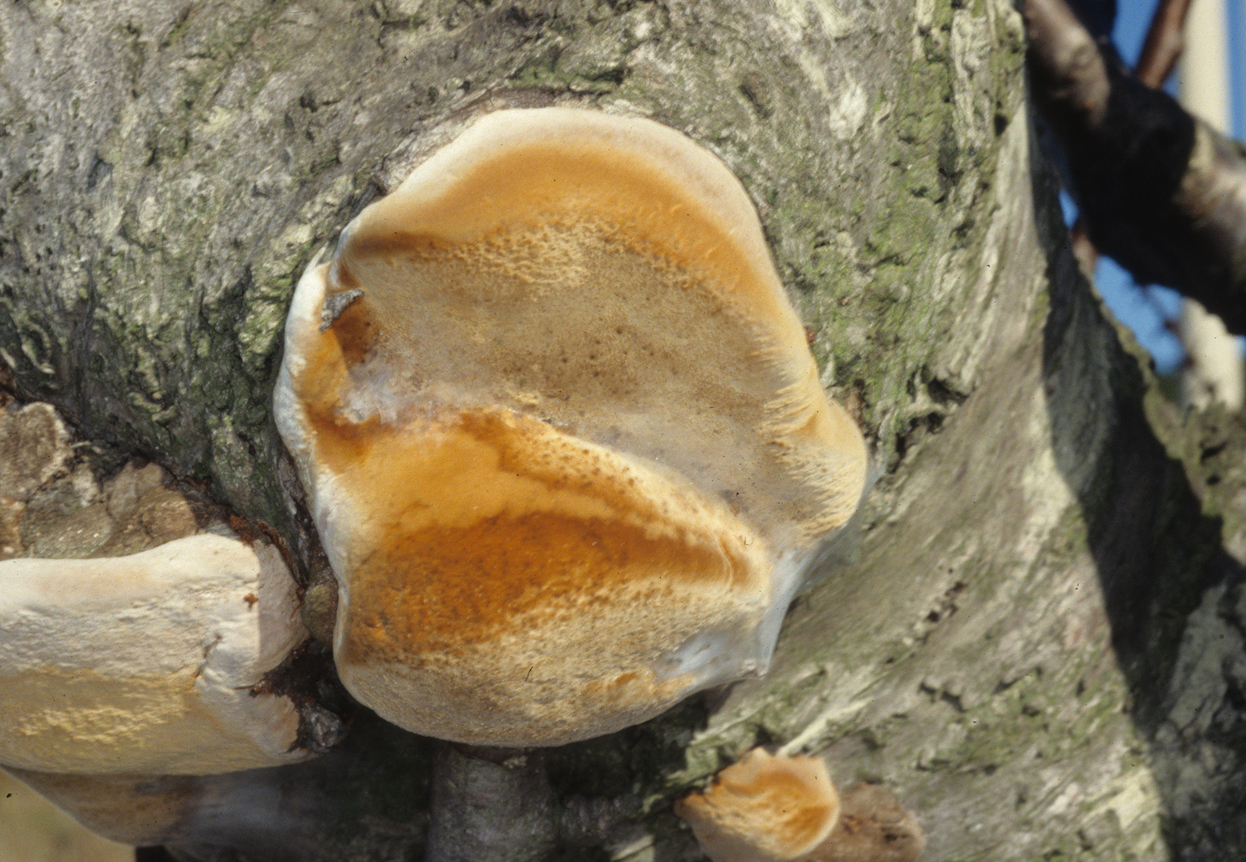 Phellinus pomaceus