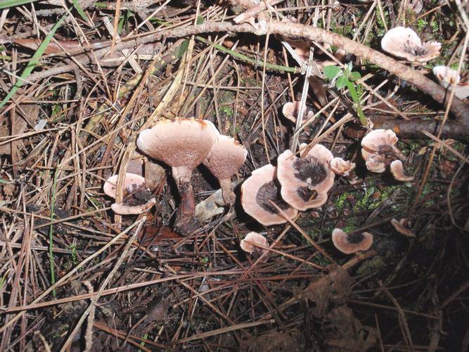 Phellodon_tomentosus