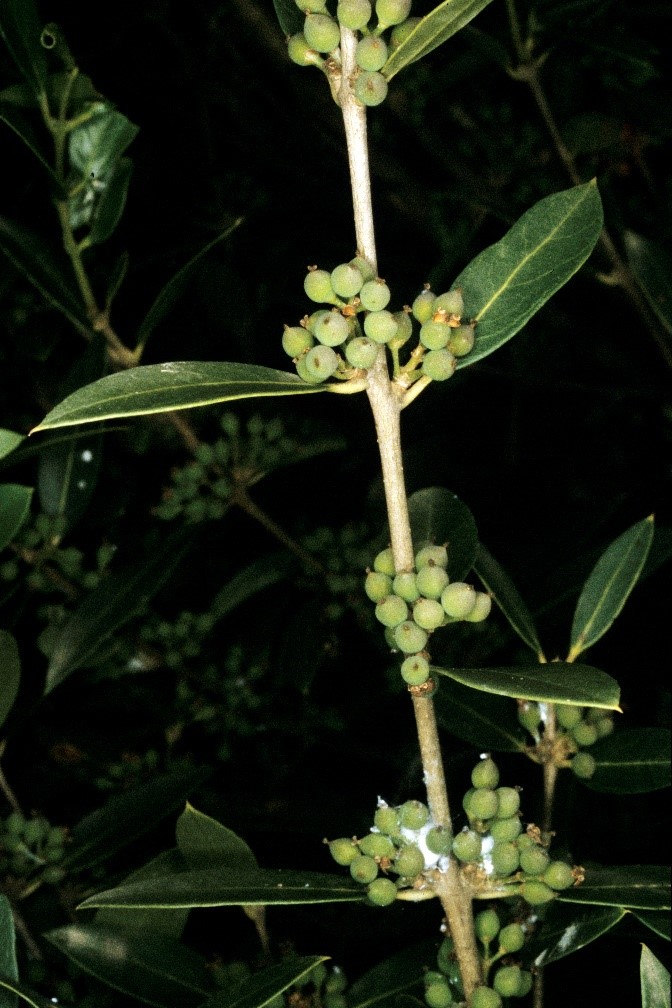Phillyrea angustifolia frutti