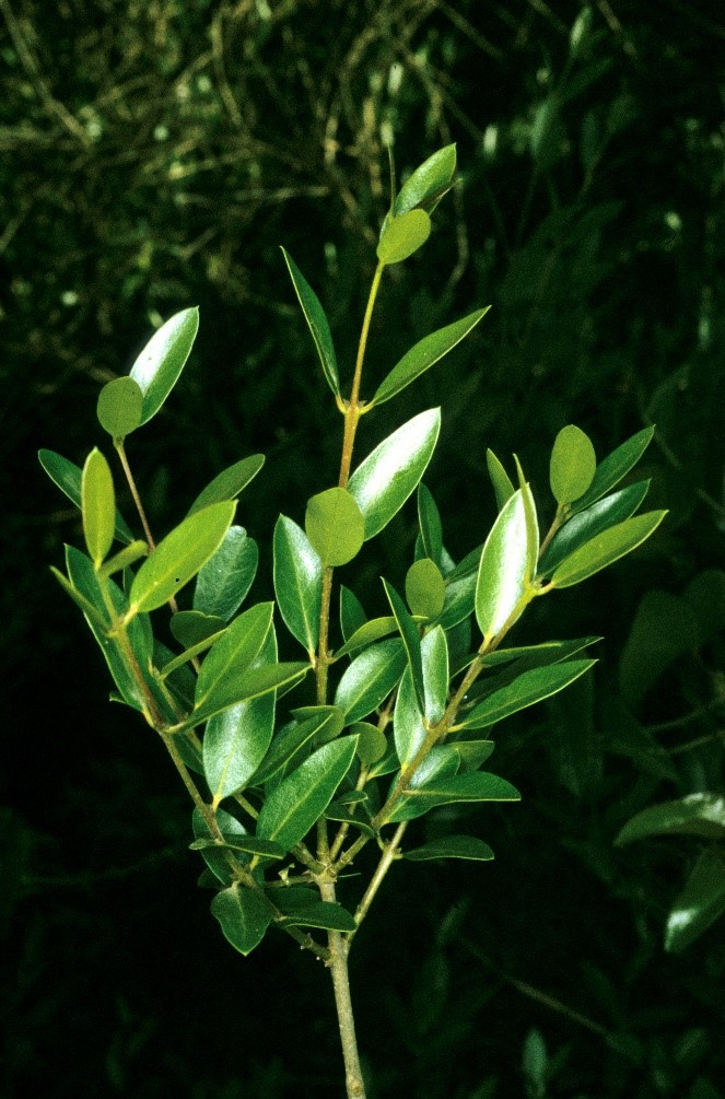 Phillyrea angustifolia