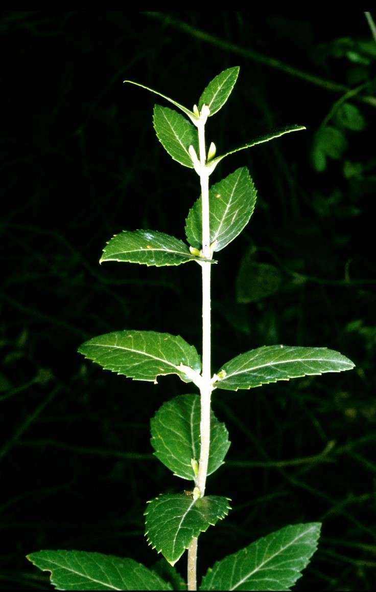 Phillyrea latifolia foglie