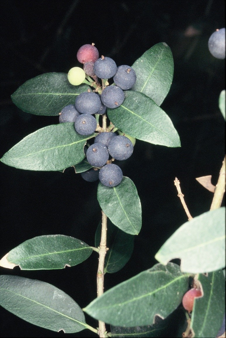 Phillyrea latifolia frutti