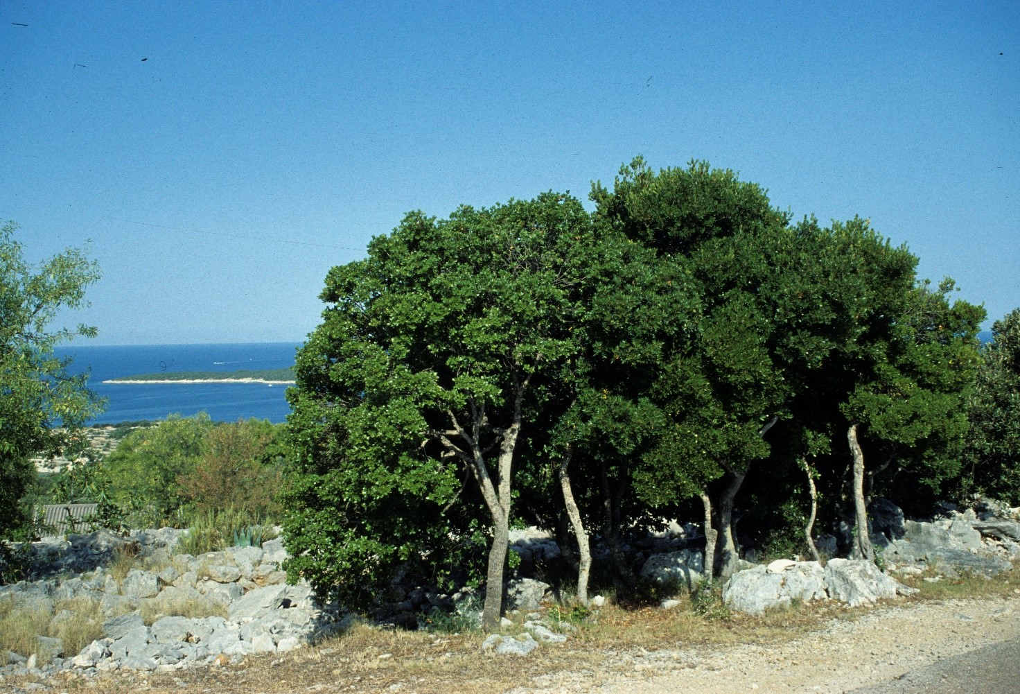 Phillyrea latifolia