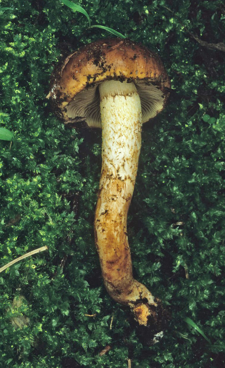 Pholiota carbonaria