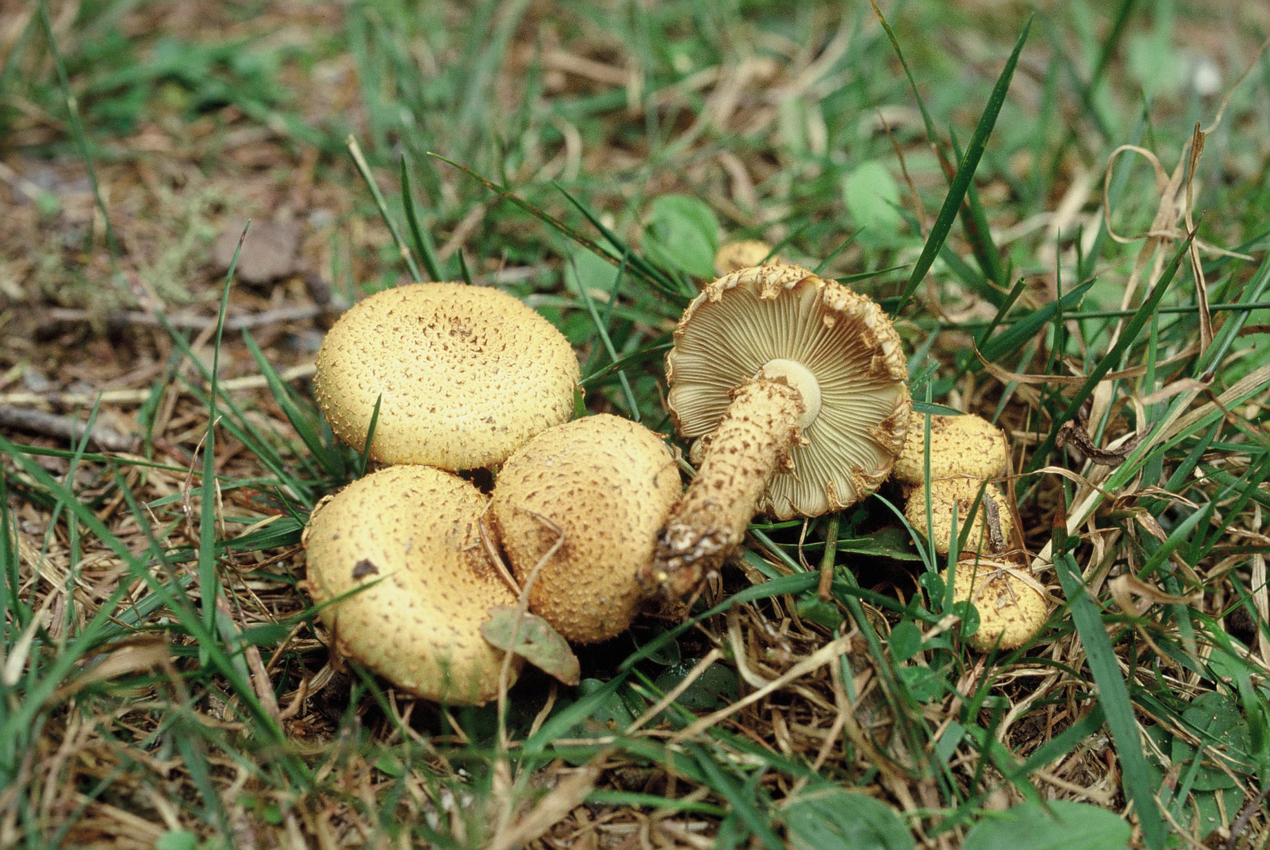 Pholiota squarrosa