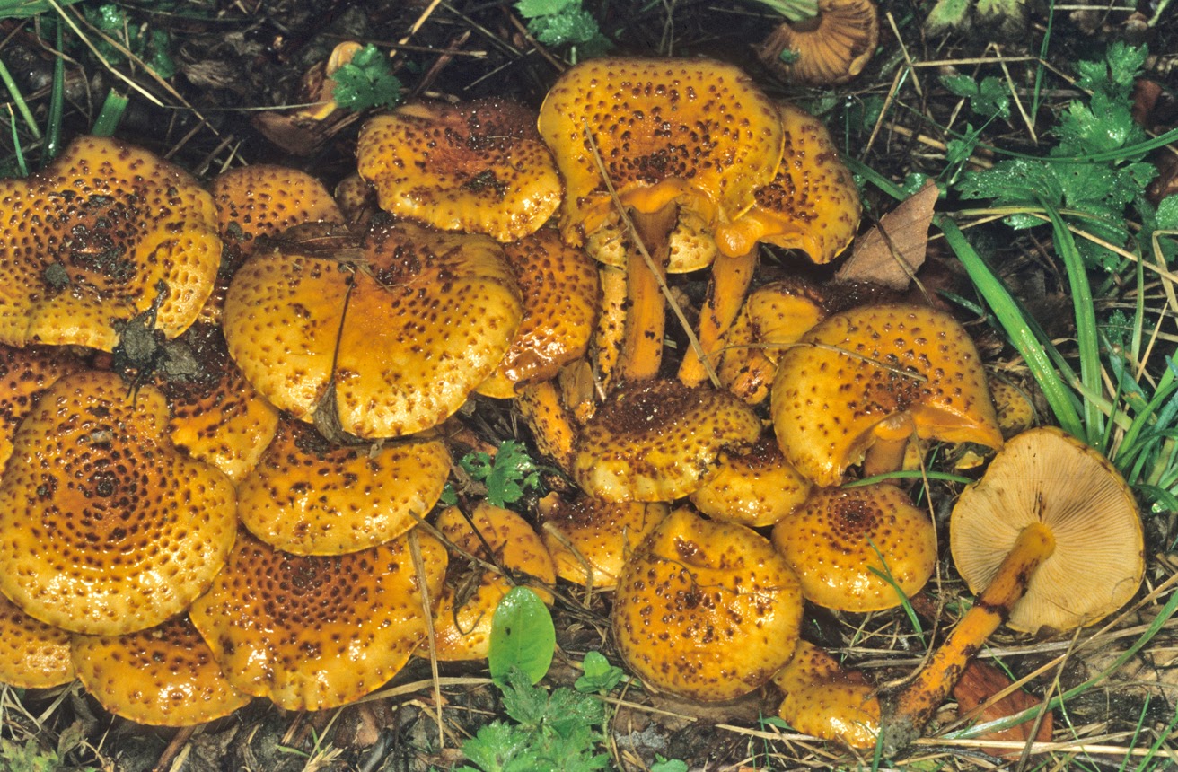 Pholiota squarrosa 1