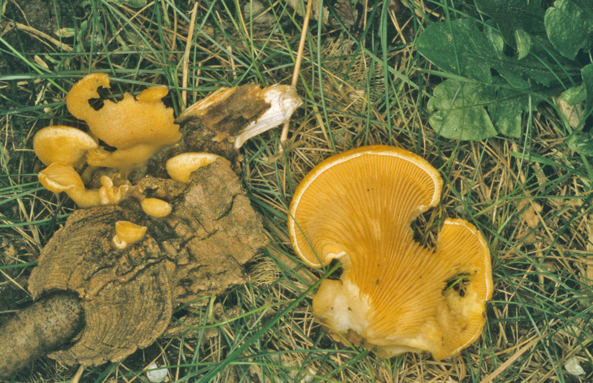 Phyllotopsis nidulans