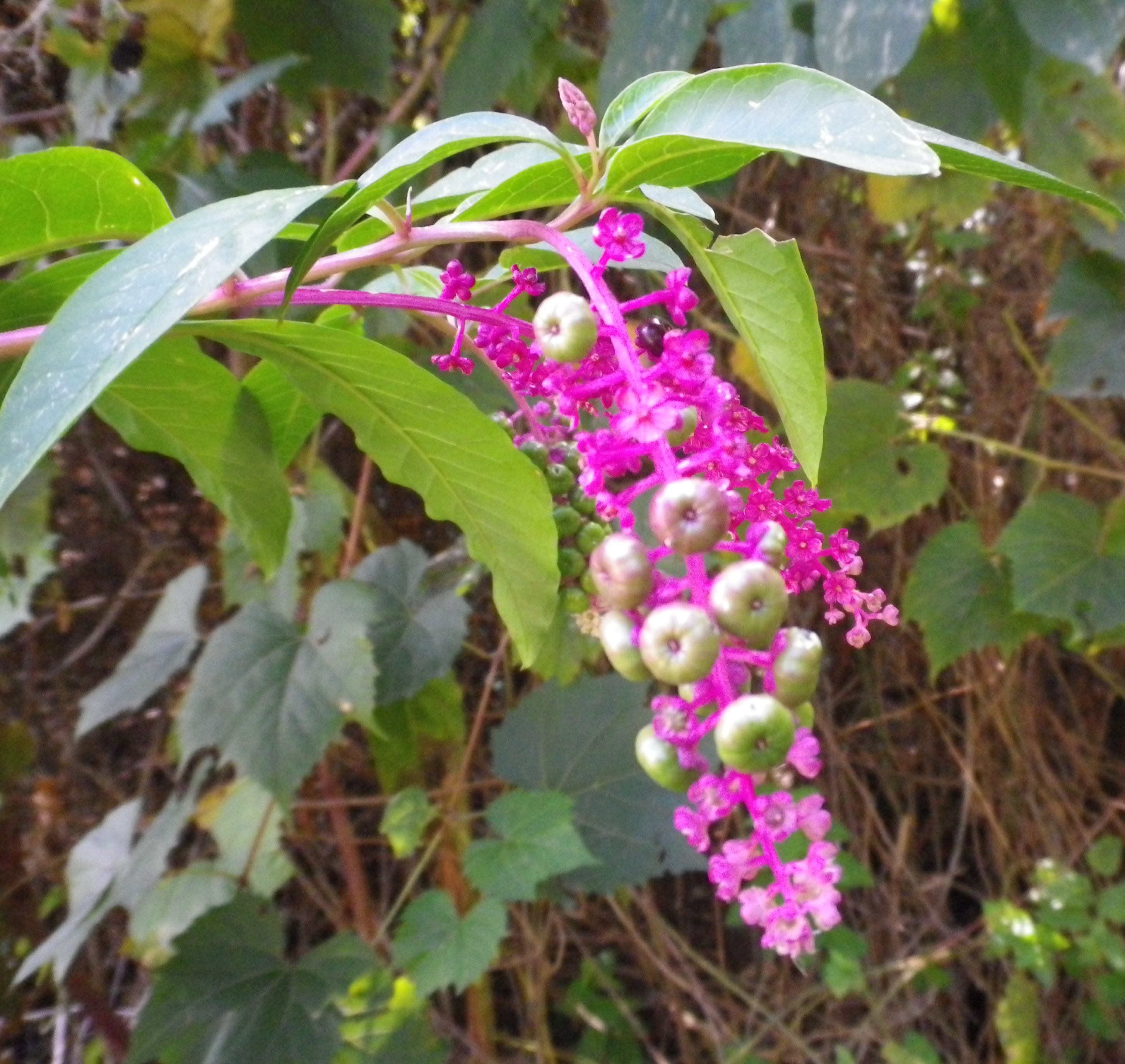 Phytolaccaamericanauvaturca