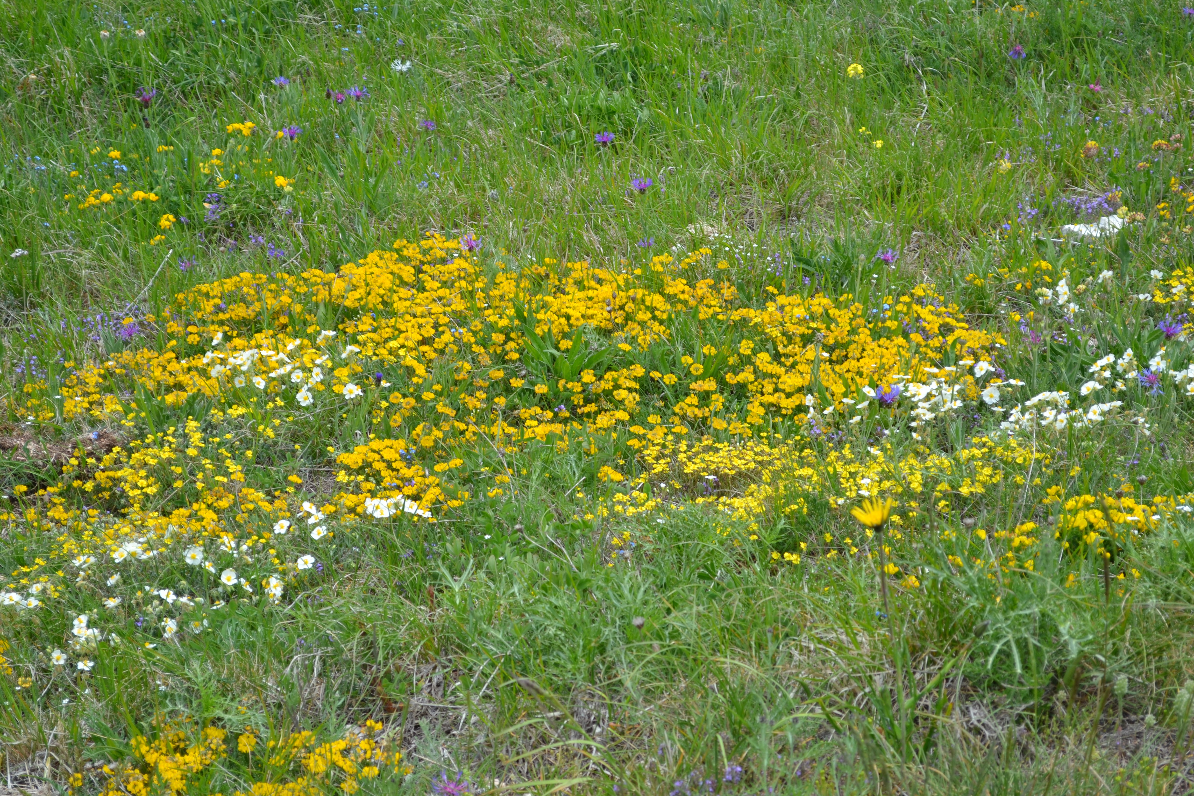 Piani di Ragnolo prato fiorito DSC 0030