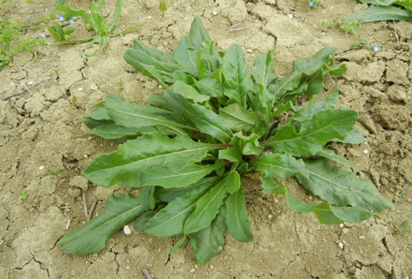 Picris echioides