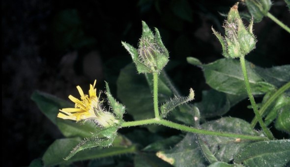 Picris echioides fiori