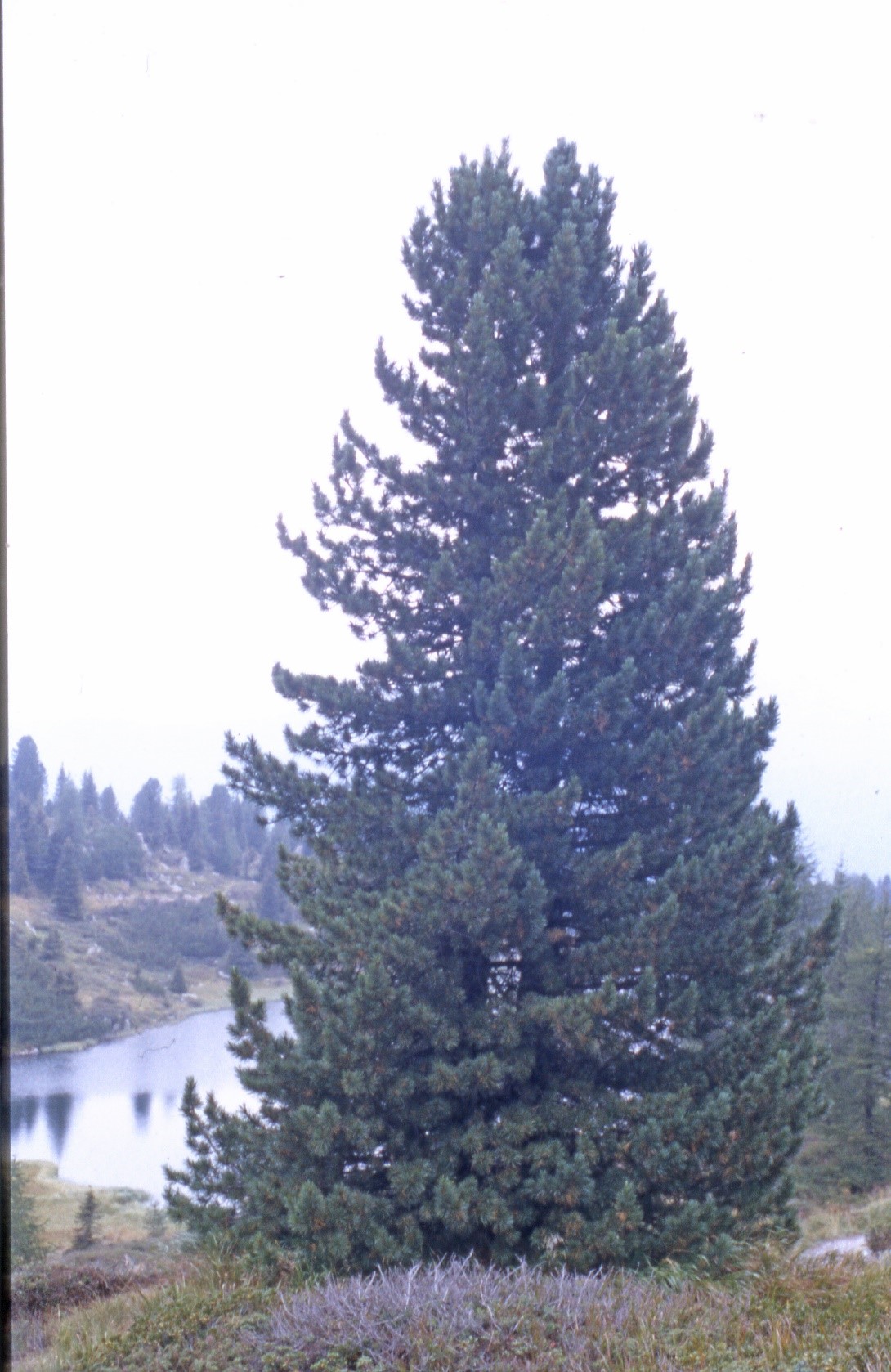 Pinus cembra