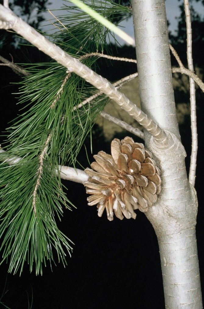 Pinus halepensis frutti