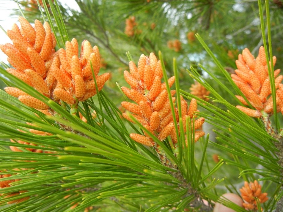 Pinus halepensis infiorescenze maschili
