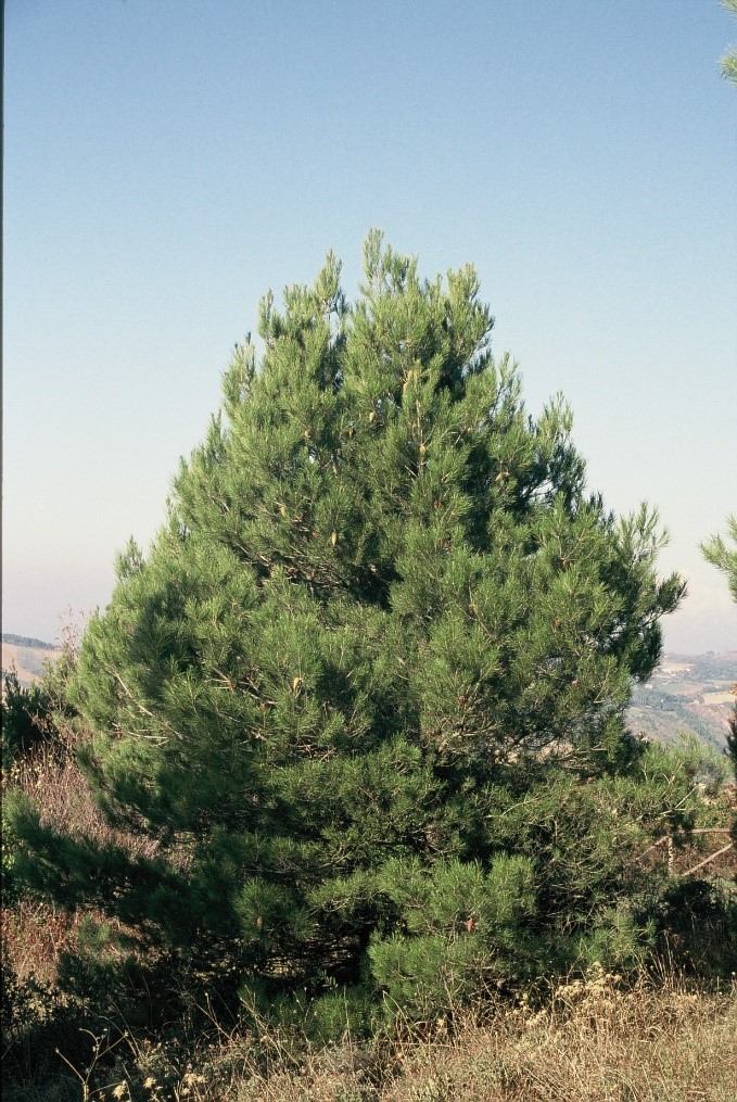 Pinus halepensis