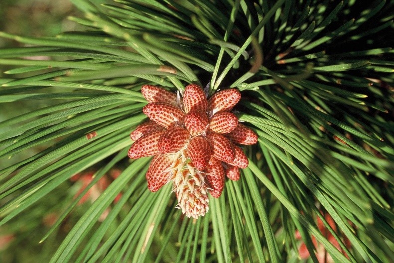 Pinus nigra coni femminili