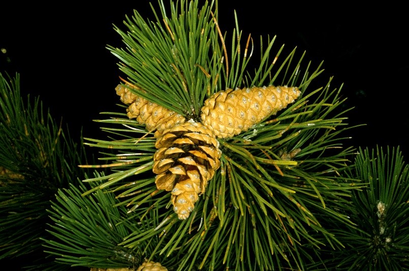 Pinus nigra strobili
