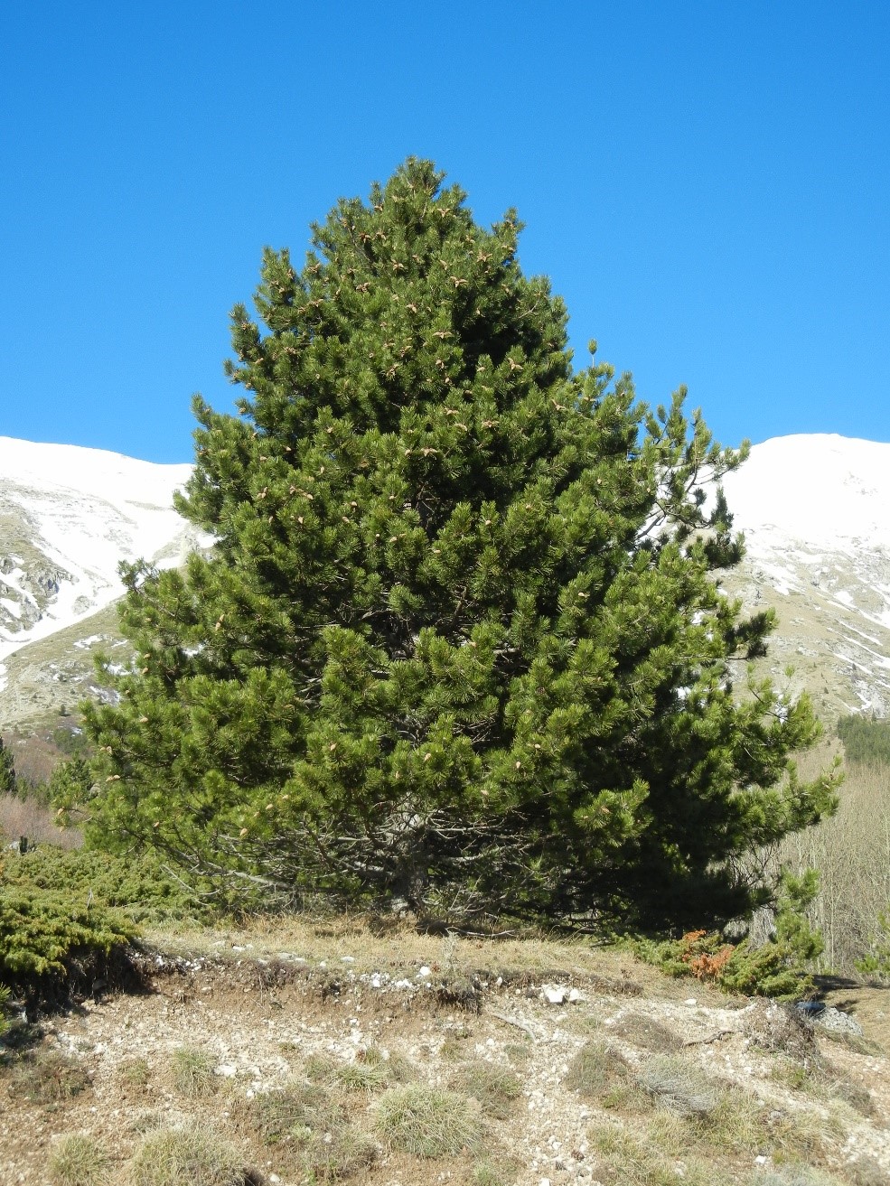 Pinus nigra