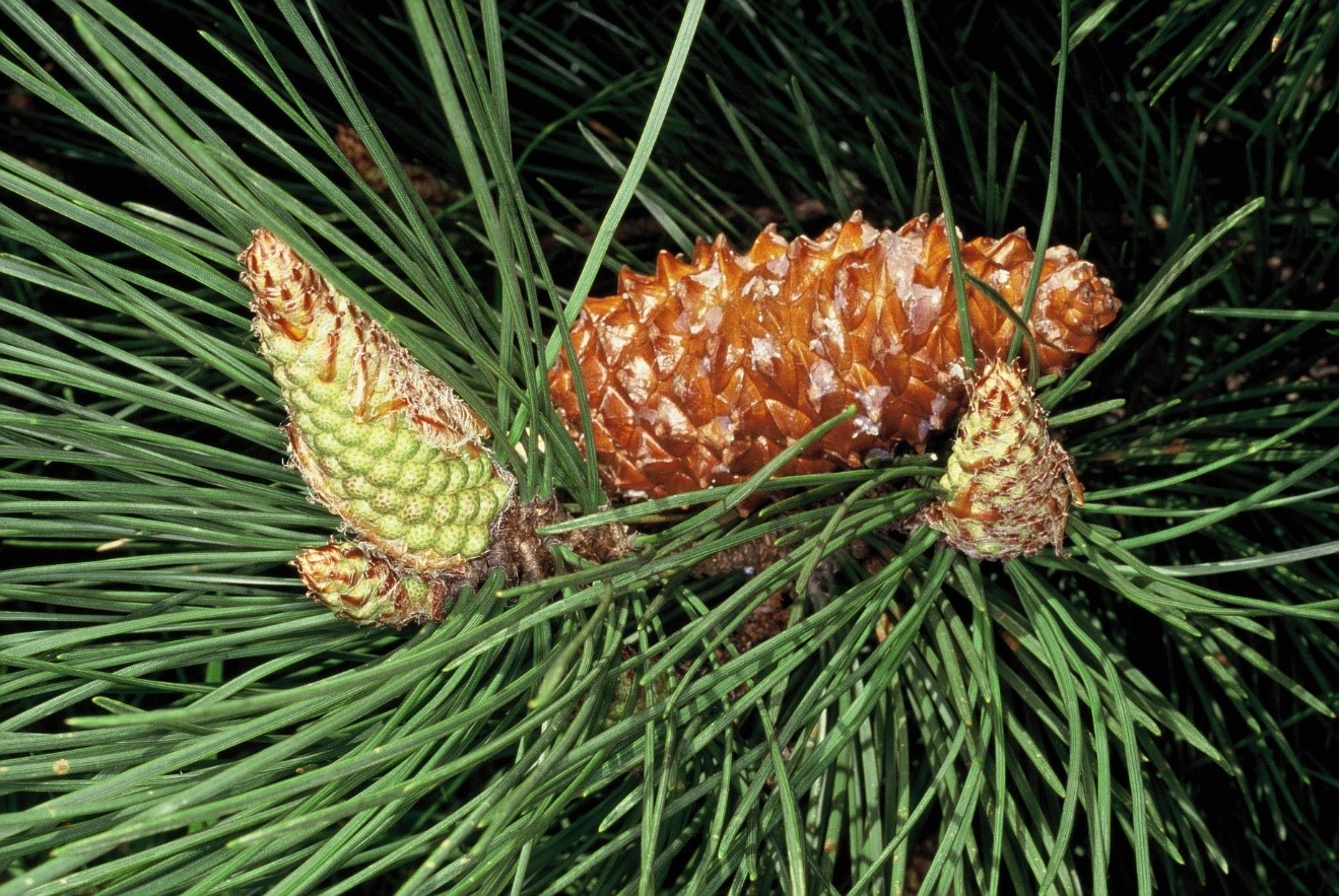 Pinus pinaster strobili