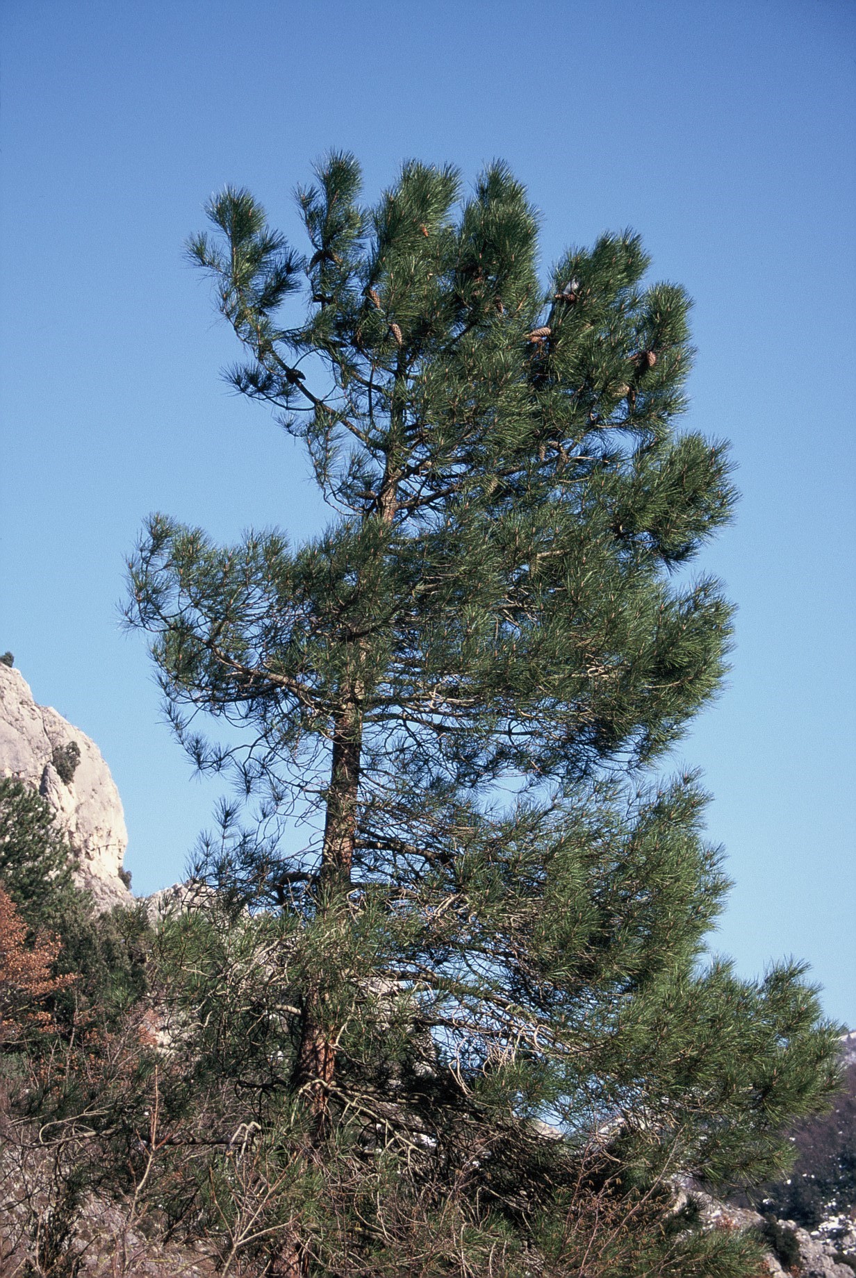 Pinus pinaster